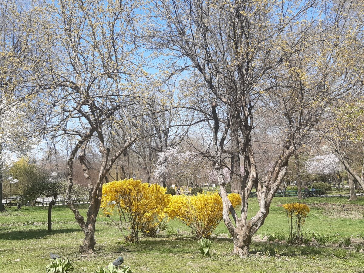 attractions in Bucharest cismigiu park